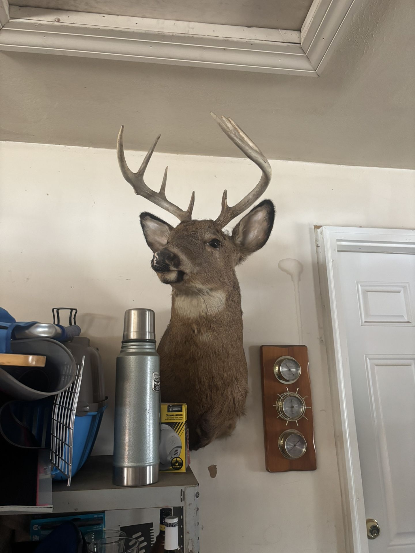 Deer Mount