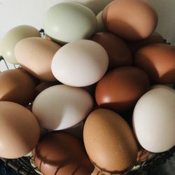 Fresh Eggs 