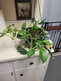 Healthy Hanging House Plant Mix