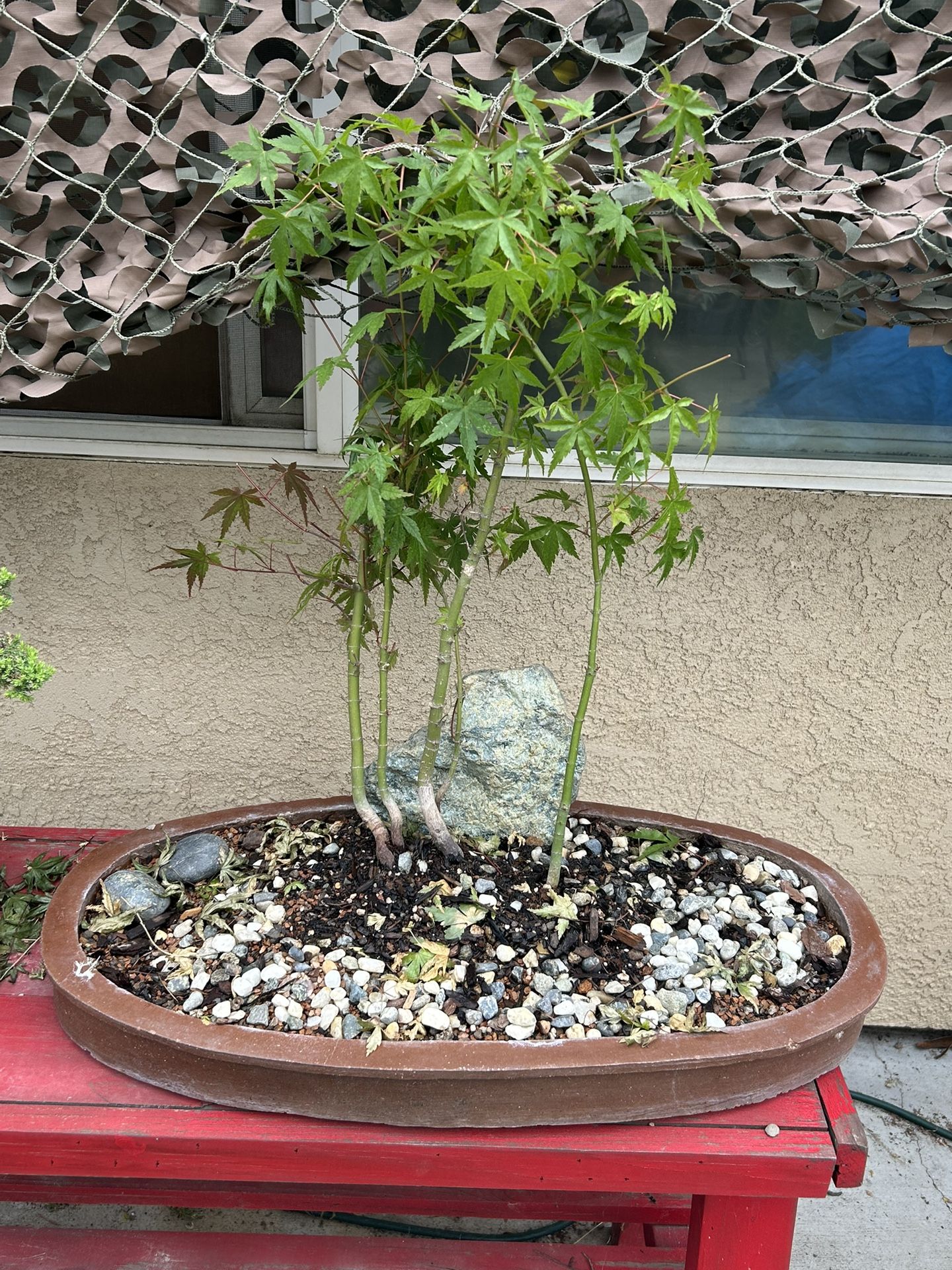 Bonsai Maple Forest