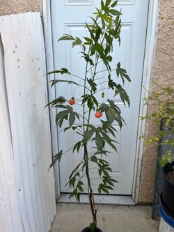 Chinese Lantern Plant