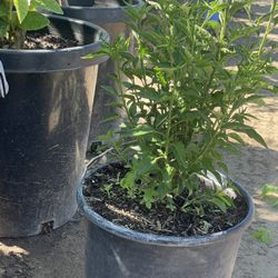 Chiltepรญn $15 cada uno cinco galones