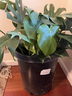 Healthy Monstera in big pot