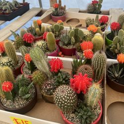 Cactus Arrangements In 5” Ceramic Pots $15 Each 