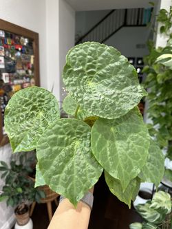 Begonia Natunaensis