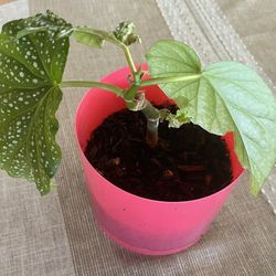 Angel wing  Begonia Plant