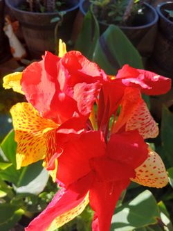 Canna lilis or platanillos