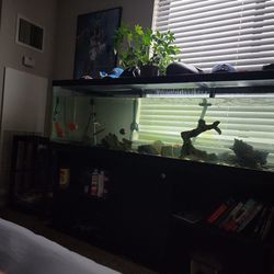 125 Gallon Fish Tank With Stand FX Filter 