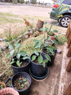 Very very fast growing trees