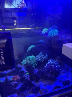 Salt water corals