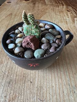 Cactus cup - bunny ears.