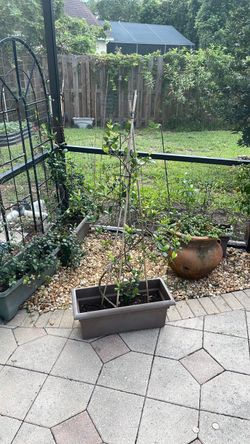 Jasmine plant