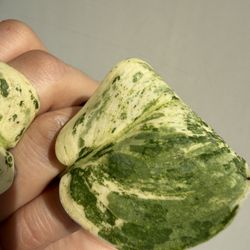 Scindapsus Variegated Silver Dark Cloud