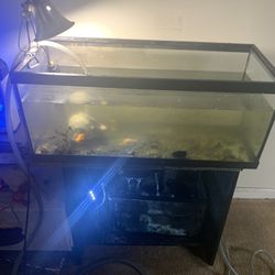 20 Gallon tank