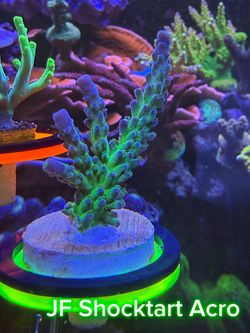 Fake SPS corals