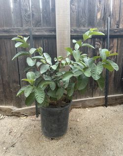 Guava Tree