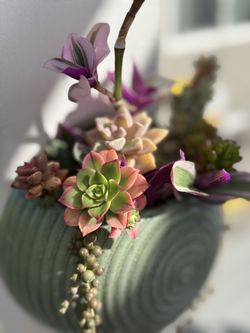 Alive Succulents In Pot