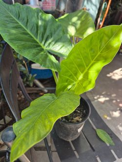 Elephant Ears/ Oreja De Elefante