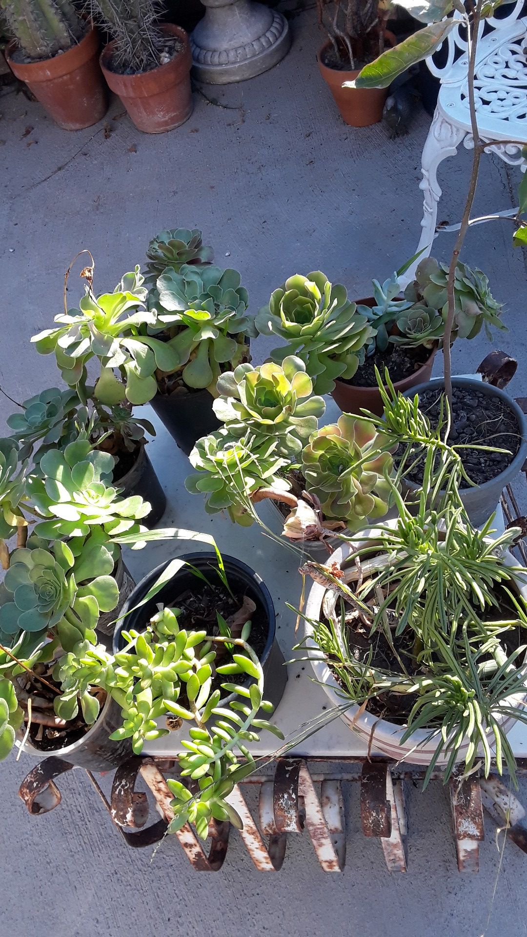 Plants