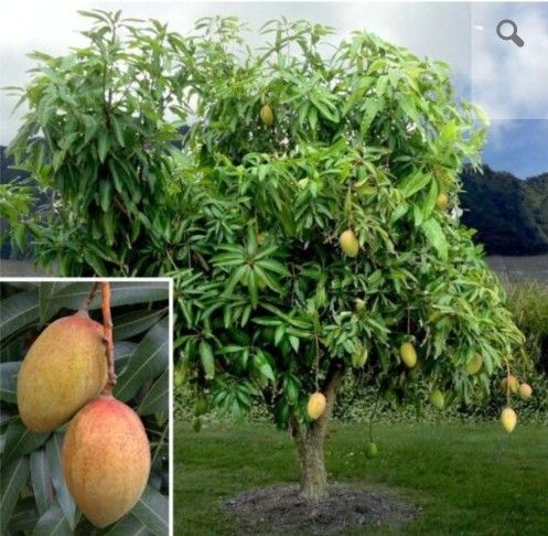 Pickering Mango Dwarf Grafted Trees 3gal Arboles De Mango Enano Injertado 3gal Pickering