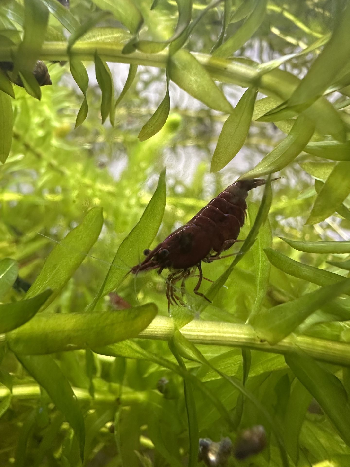 Aquarium life