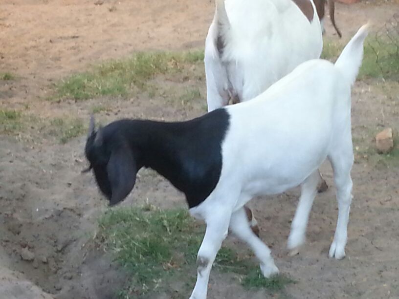 Boer goat for sale