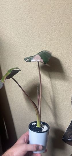 Alocasia Serendipity