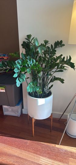 ZZ plant 3 ft house plant