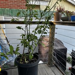Citrus Tree 