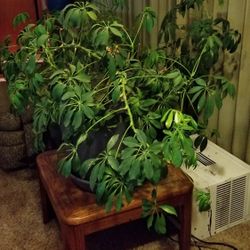 Large Umbrella Plant