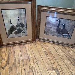 Duck Photographs With Frames!