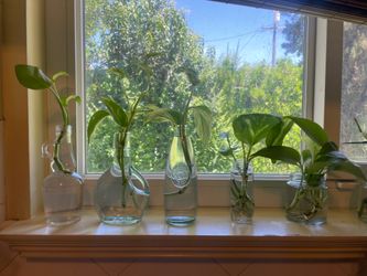 Houseplants