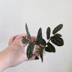 Pellionia Pulchra Pickup Capitol Hill