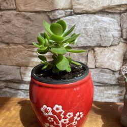 Succulent House Plant In Ceramic Pot 4.5”H