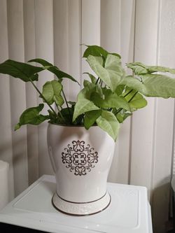 Plant