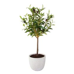 Assorted Artificial Plants $30/$120