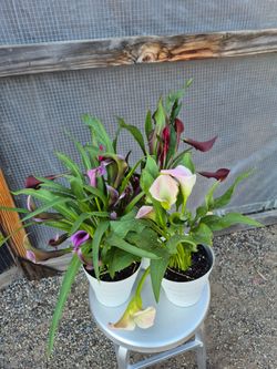 Calla Lily Plant 6" Pot $5 Each