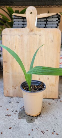 Sabal Mauritiiformis