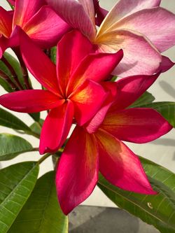 Blooming Plumeria Plant X6