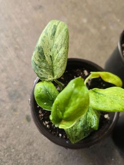 Varigated Scindapsus pothos