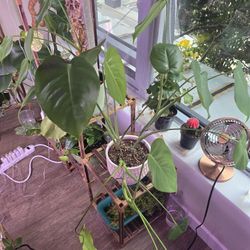 Monestra Deliciosa For Sale