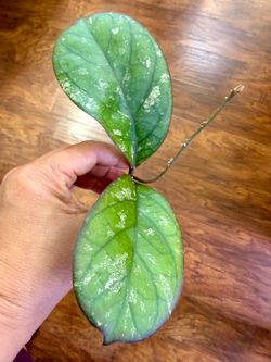 Hoya Cv Elvis