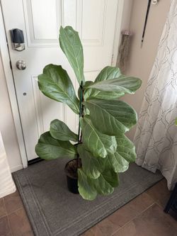 Fiddle Leaf