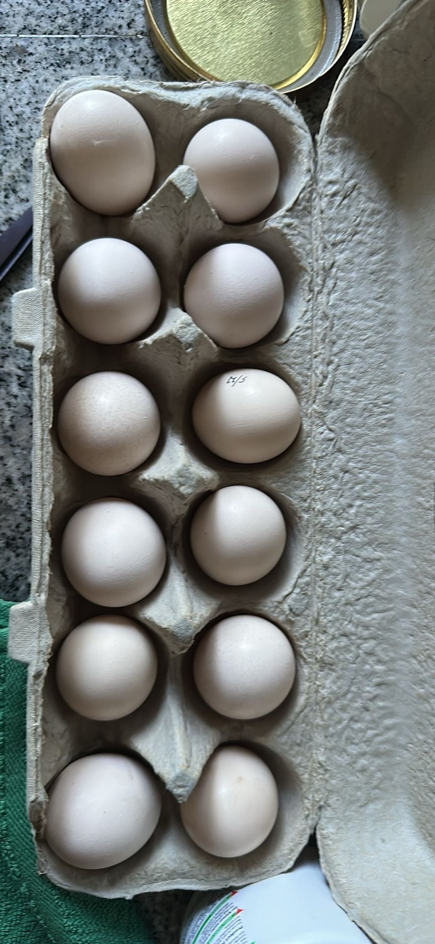 Silkie Eggs Fertilized