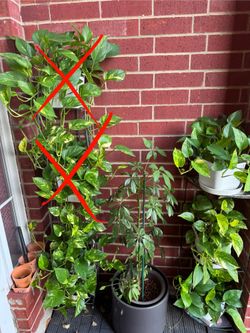 Hanging Photos Plants