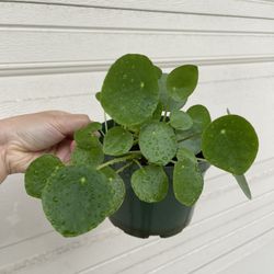 Pilea Plants 