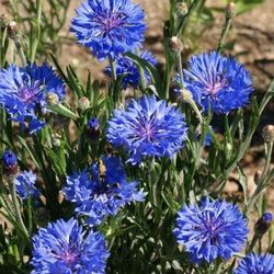 Cornflower Plants