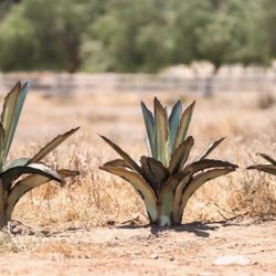 Handcrafted Metal Cactus Garden Decor Yard Art 