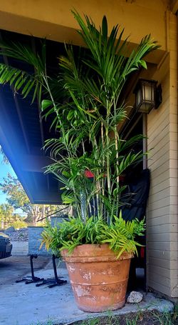 Bamboo Palm With Fern  In Terracotta Pot 