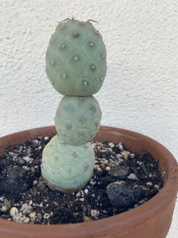 Trephrocactus Geometricus Old Plant, In 6 Cerámic Pot Pick Up Only
